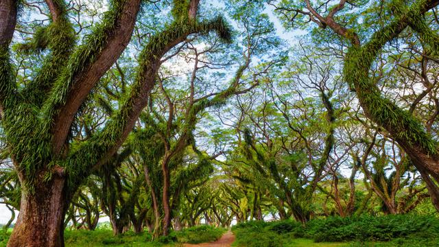 Ilustrasi Desa Tamansari Banyuwangi