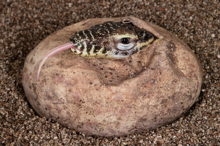 Komodo