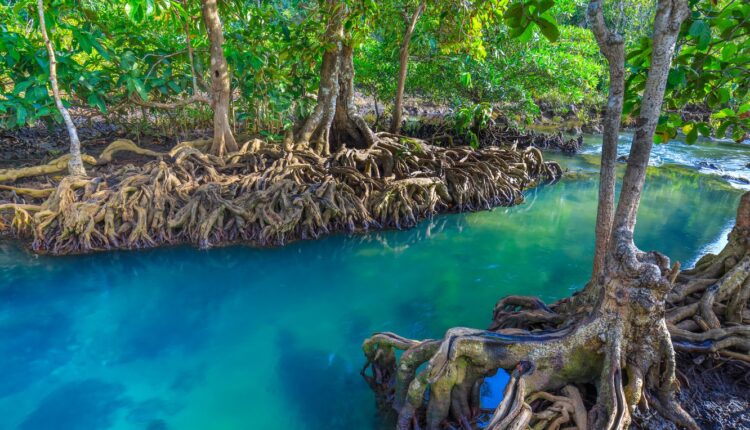 Ilustrasi keindahan hutan bakau