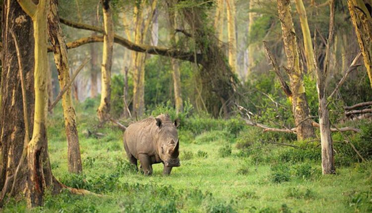 Ujung Kulon, Warisan Alam Dunia UNESCO