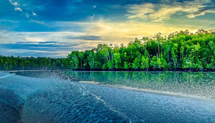 Hutn Mangrove