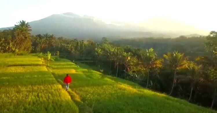 Persawahan terasering di Desa Tetebatu.(Dok. BPPD Kabupaten Lombok Timur)