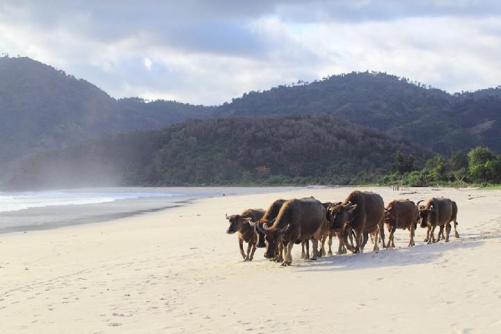 Kerbau di Pantai Selong Belanak (Sumber: indonesia.travel)