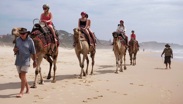 Dennis Sinclair dan Ken Towle menggaetkan para sejumlah turis yang berjalan-jalan menggunakan unta di sepanjang pantai Mercusuar di utara Sydney, Australia, 4 Desember 2014. Sejak 25 tahun pantai Mercusuar, baru ada rekreasi jalan-jalan menggunakan unta untuk menyusuri pantai. REUTERS/Jason Reed
