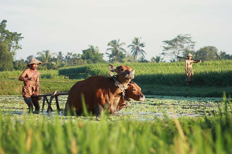 Di Taman Sari Buwana, Bali, wisatawan bisa mengenal sistem pertanian tradisional.()