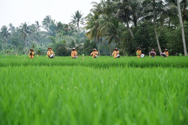 Marching band Opa-Oma di hamparan persawahan di Desa Wisata Cisande, Kabupaten Sukabumi, Jawa Barat.(Dok. Kementerian Pariwisata dan Ekonomi Kreatif)