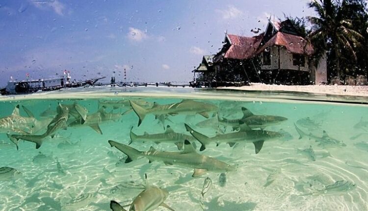 Pulau Tinabo (Ria Qorina/Istimewa)