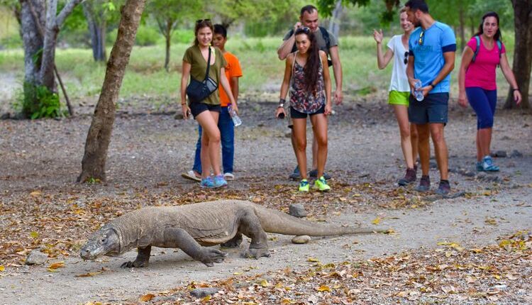 Ilustrasi wisatawan Pulau Komodo.(SHUTTERSTOCK/MO WU)