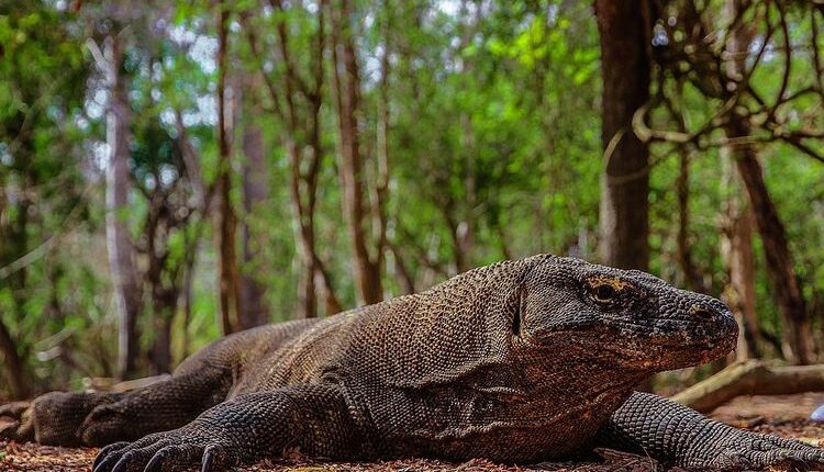 Ilustrasi komodo di TN Komodo.(WIKIMEDIA COMMONS/ALDOARIANTO.87)