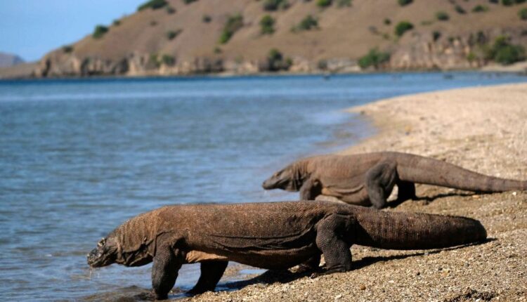 Two Komodo dragons on Loh Liang beach, the entrance to the Komodo National Park area, West Manggarai Regency, East Nusa Tenggara. KOMPAS/AGUS SUSANTO
