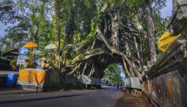 Bunut Bolong is a giant bunut tree in the village of Manggisari in Jembrana, West Bali
