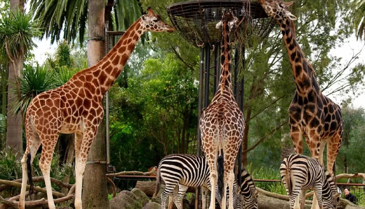 Melbourne Zoo (Foto Tiket.com)