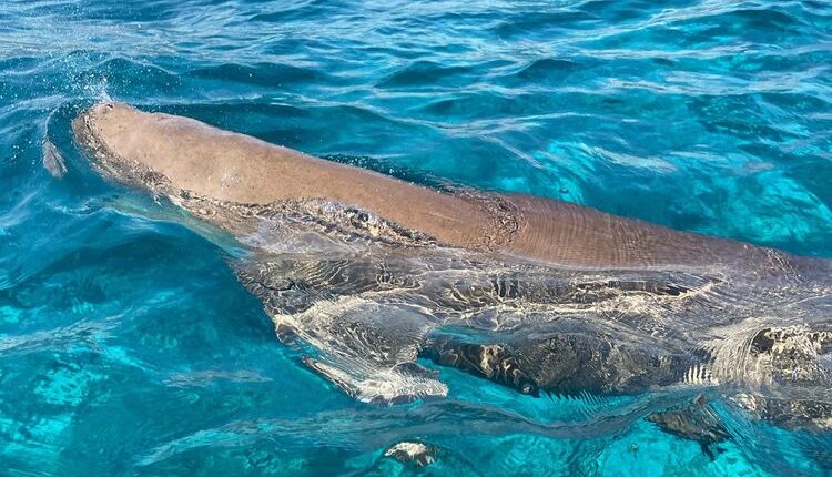 Mawar, dugong jantan penghuni Teluk Kabola di kawasan SAP Selat Pantar, Alor, Nusa Tenggara Timur.(DOK PRIBADI FAHRI ABAS)