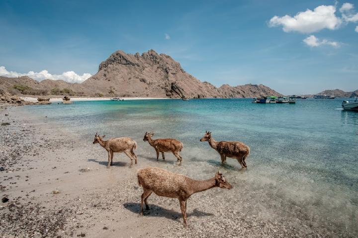 Rusa-rusa di Pulau Rinca yang merupakan bagian dari Taman Nasional Komodo. Dok. Kemenparekraf