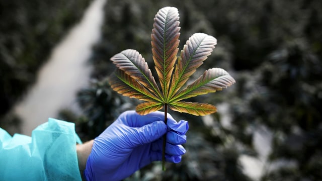 Ganja medis di Pharmocann, salah satu perusahaan ganja medis Israel. Foto: Amir Cohen/REUTERS
