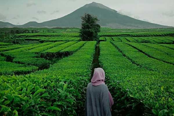Kebun Teh Kayu Aro Foto : https://www.instagram.com/tiza_anzari/
