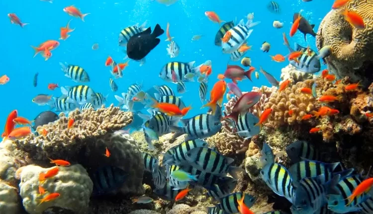 Blue Lagoon Padang Bai Bali (foto : tiket.com)