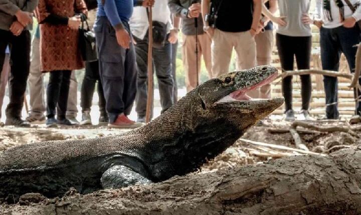 Seekor komodo di Pulau Rinca, Labuan Bajo, Nusa Tenggara Timur. Dok. Kemenparekraf