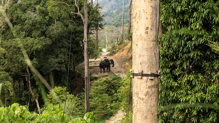 Gajah menunggu turis di taman hutan menjelang Tahun Baru Imlek di Phuket, Thailand 21 Januari 2023. REUTERS/Jorge Silva