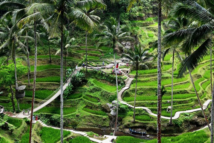 Ilustrasi hamparan sawah di Ubud, Bali.(Dok. UNSPLASH/Matthew Waring)