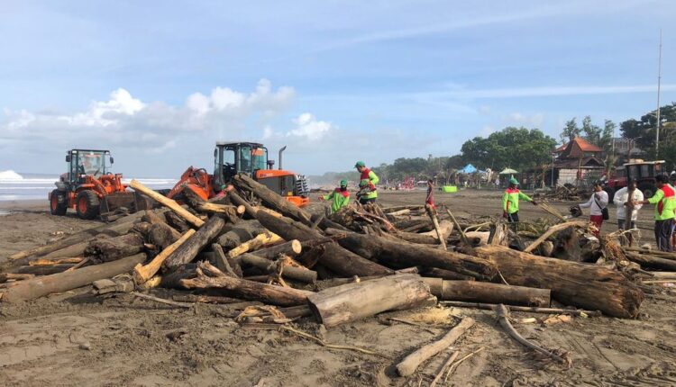 Petugas DLHK Badung dibantu Tim Seminyak Clean dan pedagang membersihkan Pantai Seminyak yang penuh sampah kayu gelondongan, Kamis (16/2/2023). Foto: Petugas DLHK Badung dibantu Tim Seminyak Clean dan pedagang membersihkan Pantai Seminyak yang penuh sampah kayu gelondongan , Kamis (16/2/2023). (Triwidiyanti/detikBali)