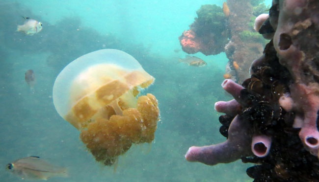 Ubur-ubur berenang di Danau Kakaban, Kepulauan Derawan, Berau, Kaltim, 12 Maret 2015. Ratusan ubur-ubur di danau ini sangat unik, karena tidak memiliki kemampuan menyengat. ANTARA/Prasetyo Utomo