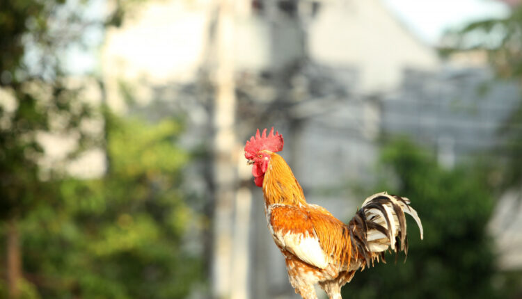 Ilsutrasi ayam di Bali Foto: shutterstock