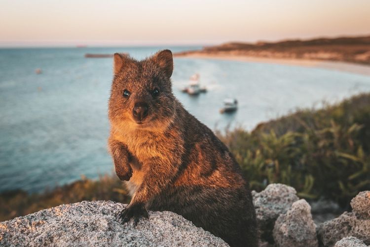 Quokka merupakan hewan endemik di Pulau Rottnest. Wisatawan yang berlibur di pulau ini bakal disuguhkan beragam pilihan rekreasi, baik eksplorasi daratan maupun bawah laut.(Dok. Tourism Western Australia)