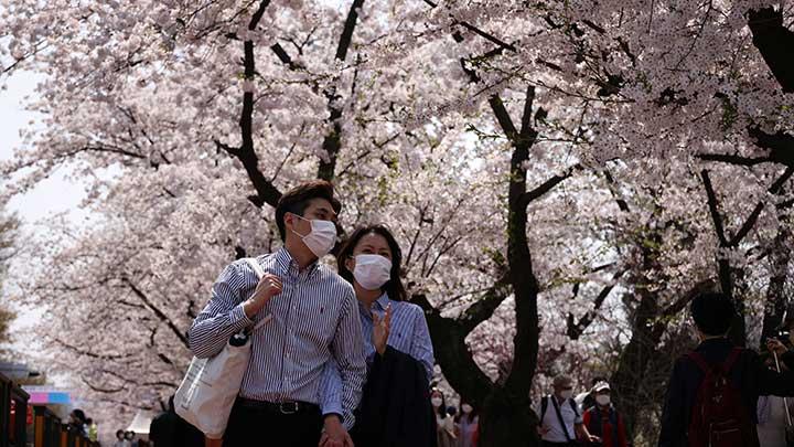 Orang-orang memakai masker saat berjalan di antara bunga sakura yang bermekaran di tengah pandemi Covid-19 di Seoul, Korea Selatan, 9 April 2022. REUTERS/Kim Hong-Ji