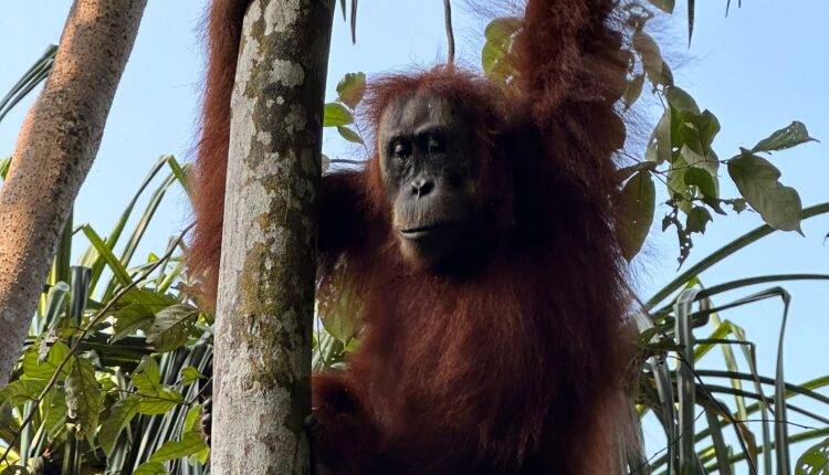 Orang Utan di Bukit Lawang Sumatra Utara Foto : Ist