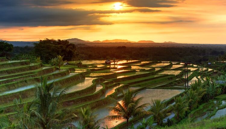 Sawah Jatiluwih di Bali yang masuk dalam Waisan Budaya Dunia UNESCO. (SHUTTERATOCK/MY GOOD IMAGES)