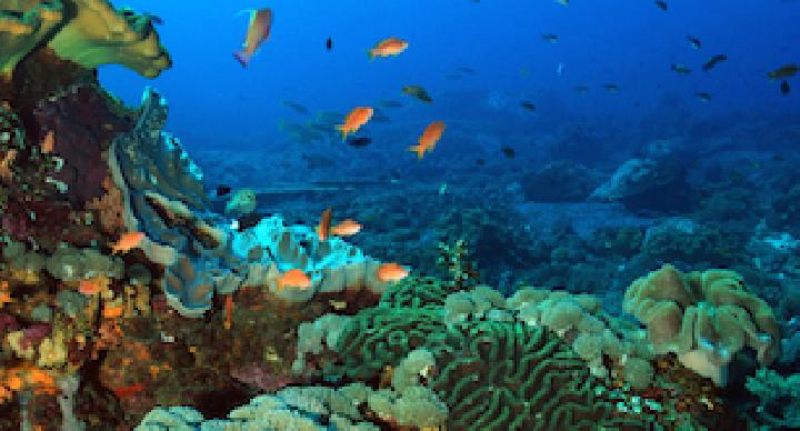 Ikan-ikan warna warni dan terumbu karang yang menghiasi bawah laut Crystal Bay, Nusa Penida. (shutterstock.com)