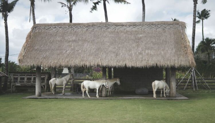 Desa Kaba-Kaba, Tabanan, Bali (Foto: lodgeinthewoods.com)