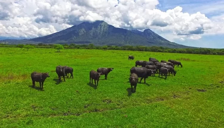 Taman Nasional Baluran Tempat Wisata Sekaligus tempat Belajar Keragaman Flora dan Fauna (Instagram/@balurannasionalpark.id)