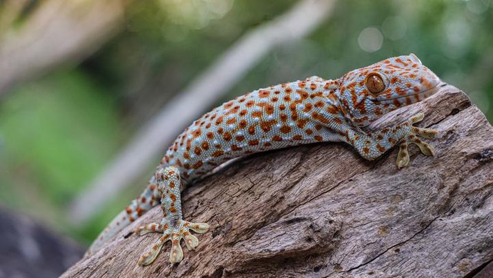 Foto: Getty Images/iStockphoto/chonticha wat