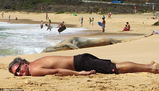 Seorang pegunjung tidur berjemur dekat Anjing Laut di Pantai Pasir, Oahu, Hawaii. dailymail.co.uk