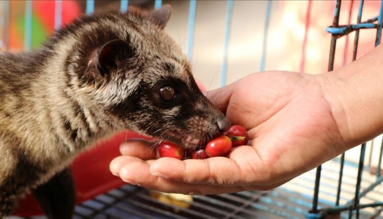 Seekor luwak memakan biji kopi yang diberikan oleh pengelola Kopi Luwak Cikole, di Lembang, Jawa Barat, Indonesia pada 20 Juni, 2019. (Mahmut Atanur - Anadolu Agency)