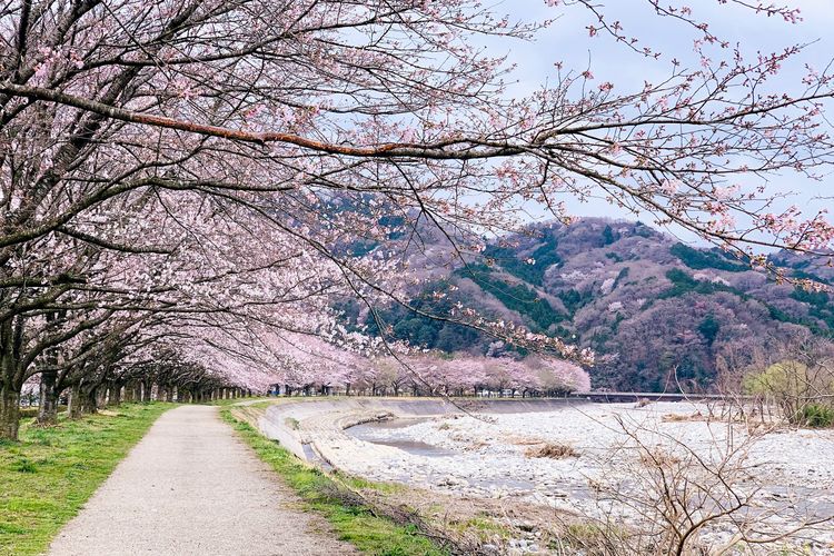 Ilustrasi pohon sakura di Jepang.(Dok. Unsplash/Yusheng Deng)