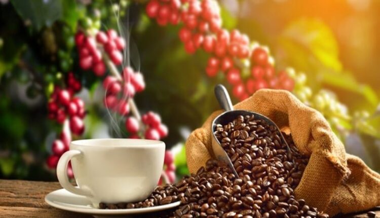 Ilustrasi Biji Kopi indonesia foto: lifestyle.bisnis.com