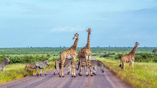 Taman Nasional Kruger di Afrika Selatan. Foto: Shutterstock