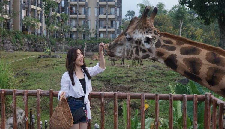 Tamu Hotel Baobab Prigen tengah memberi makan jerapah yang berada di kompleks hotel tersebut./Istimewa