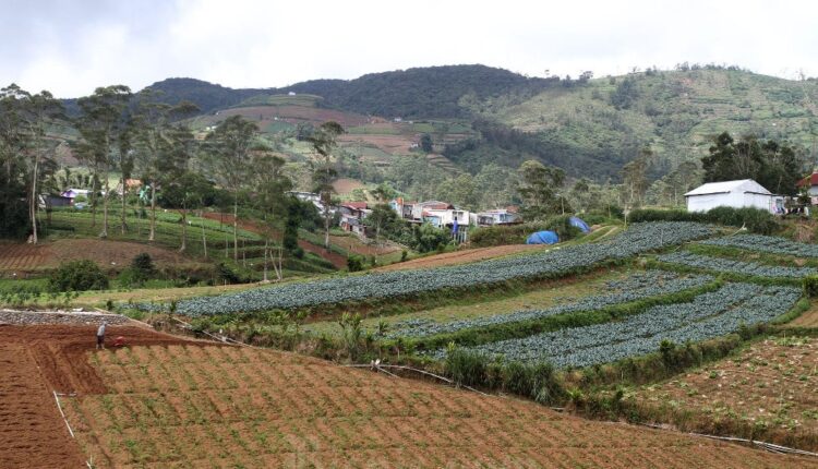 Lahan perbukitan yang menjadi perkebunan sayur./Bisnis-Paulus Tandi Bone. 