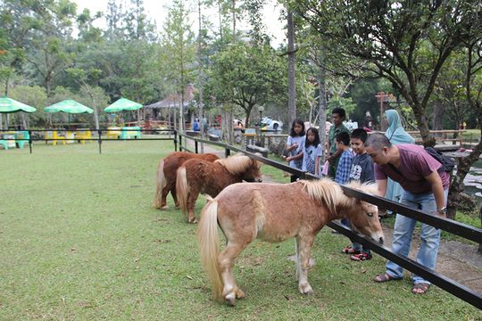 Royal Safari Garden Resort  & Convention foto traveloka