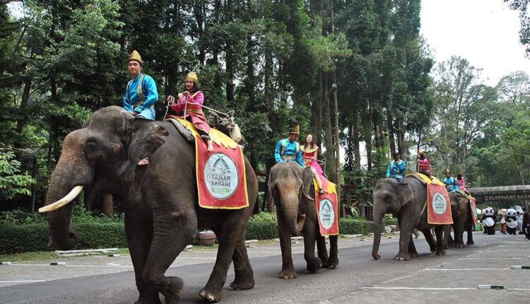 Peserta menunggang gajah Sumatera saat parade satwa di Taman Safari Indonesia (TSI), Cisarua, Kabupaten Bogor, Jawa Barat, Senin (12/8/2019). Parade satwa TSI Bogor yang digelar dalam rangka menyambut HUT ke-74 Kemerdekaan RI tersebut diharapkan dapat menggugah pengunjung untuk mencintai dan menyayangi satwa serta daya tarik untuk meningkatkan jumlah kunjungan wisatawan.(ANTARA FOTO/ARIF FIRMANSYAH)
