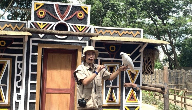 Pertunjukan edukasi satwa di Enchanting Valley by Taman Safari Indonesia. Setiap pukul 10.30 WIB Senin-Jumat, pengunjung bisa menonton Animal Edushow. Pertunjukan ini tersedia dua kali saat akhir pekan, yakni pukul 10.30 WIB dan 14.00 WIB.(Kompas.com/Krisda Tiofani)