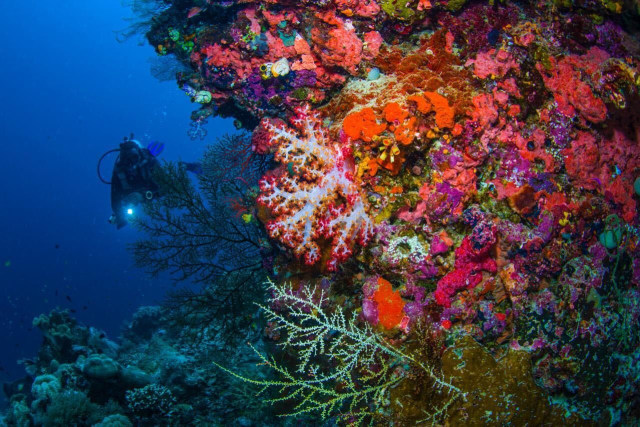 Ilustrasi diving. Foto: Kemenparekraf