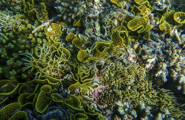 Sudamala Resort Seraya Luncurkan Program Konservasi Terumbu Karang di Flores. Foto: Dok. Sudamala Resort