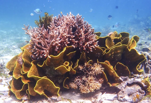 Sudamala Resort Seraya Luncurkan Program Konservasi Terumbu Karang di Flores. Foto: Dok. Sudamala Resort