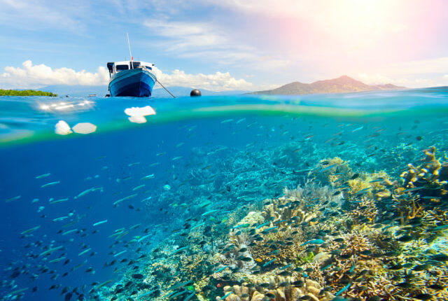 Ilustrasi keindahan alam bawah laut Bunaken Foto: Shutter Stock