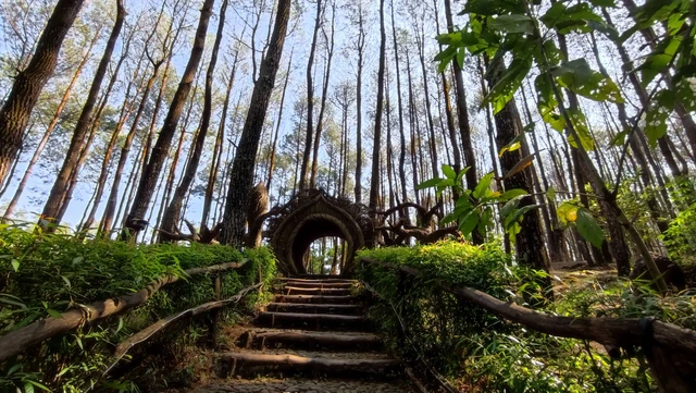 Hutan Pinus Mangunan. Foto: Dhimas Satriaa/Shutterstock